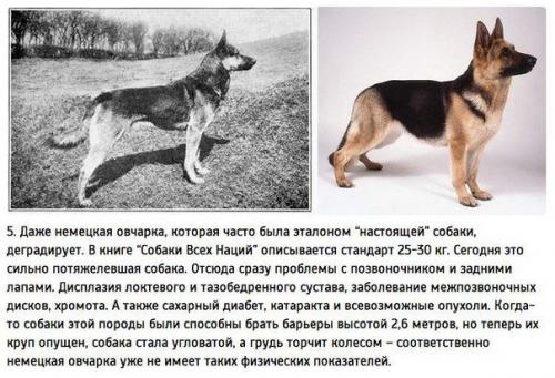 К чему привели 100 лет Улучшения породистых собак. 04
